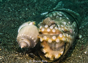 an octopus home in a botttle by Masa Biru 